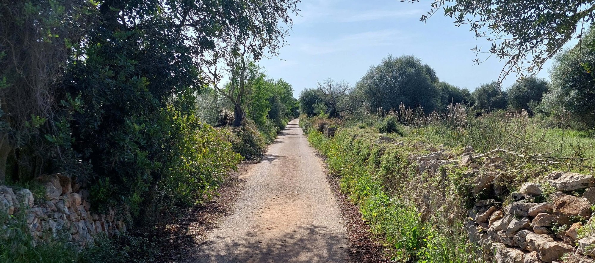 Citrus - Plot in Santanyi