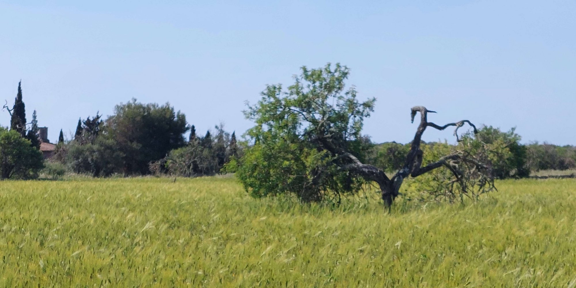 Valeria - Plot in Santanyi