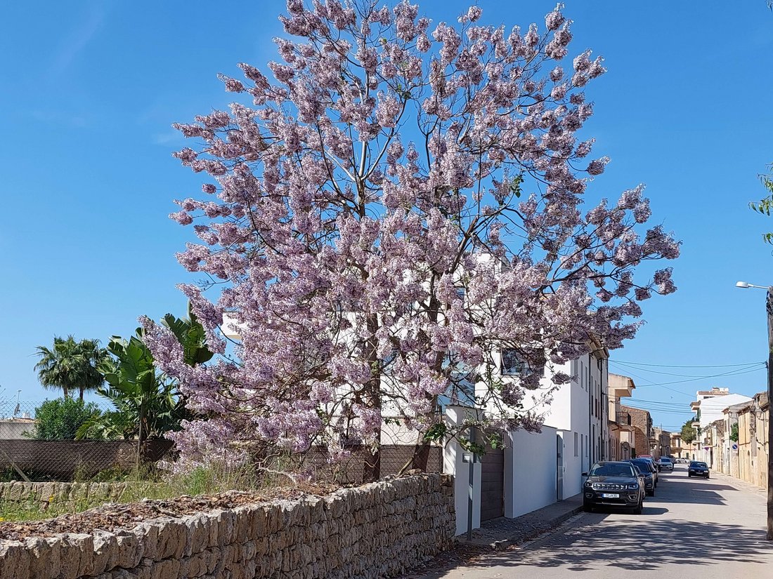 Aurelia - Plot in Santanyi