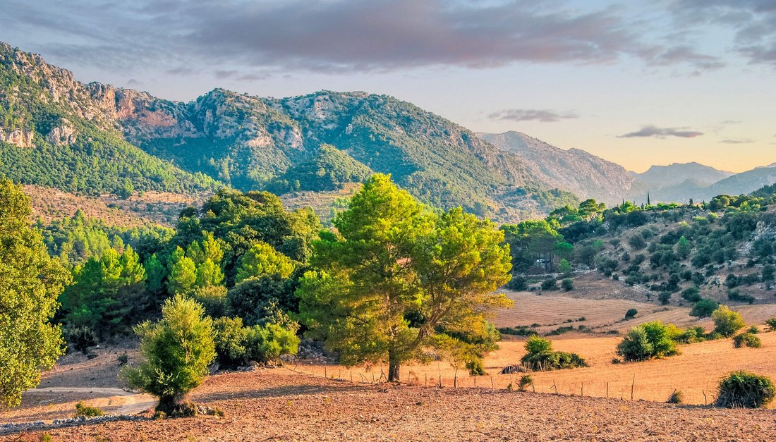 Exceptional plots in Mallorca
