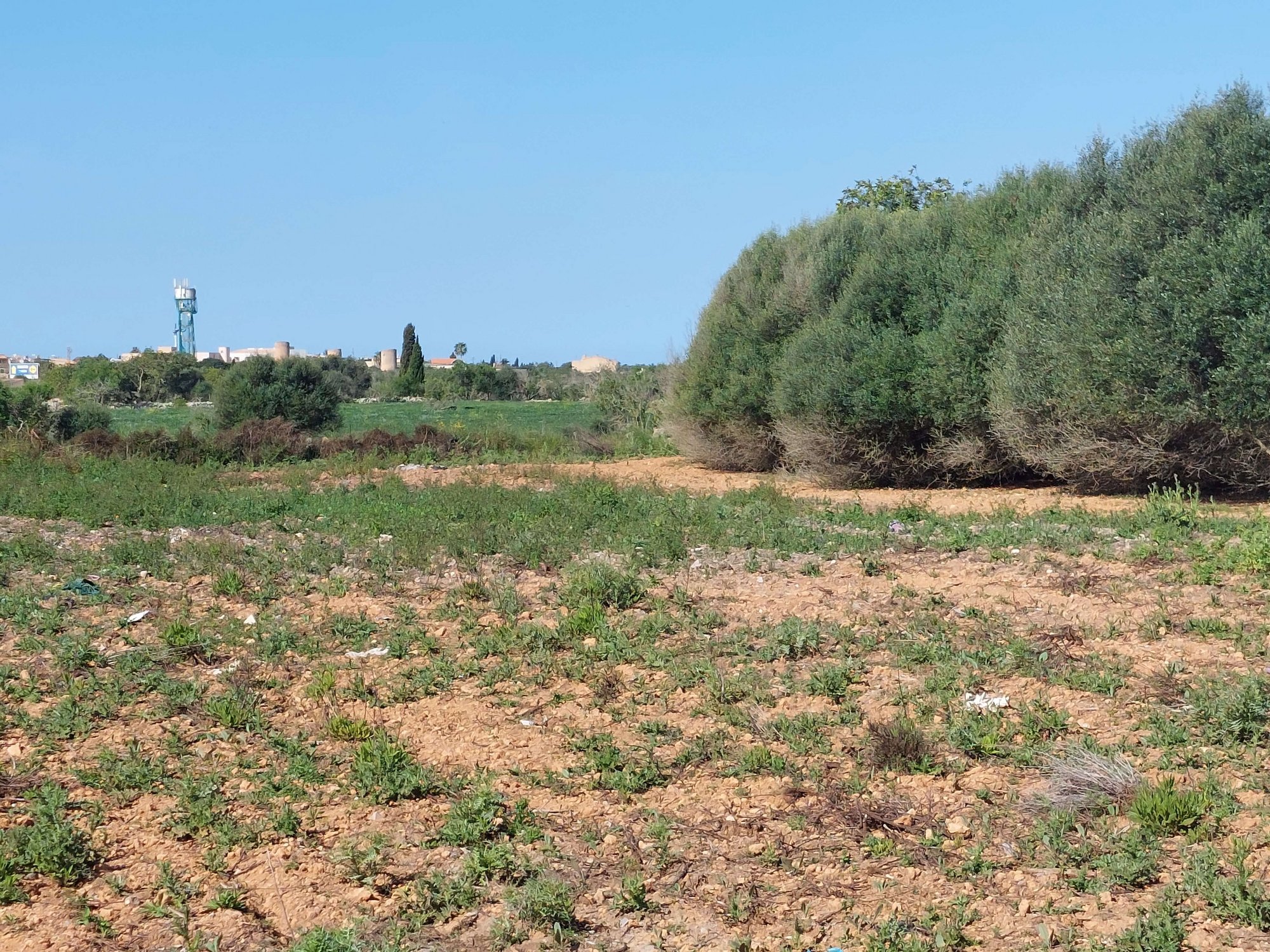 Citrus - Plot in Santanyi