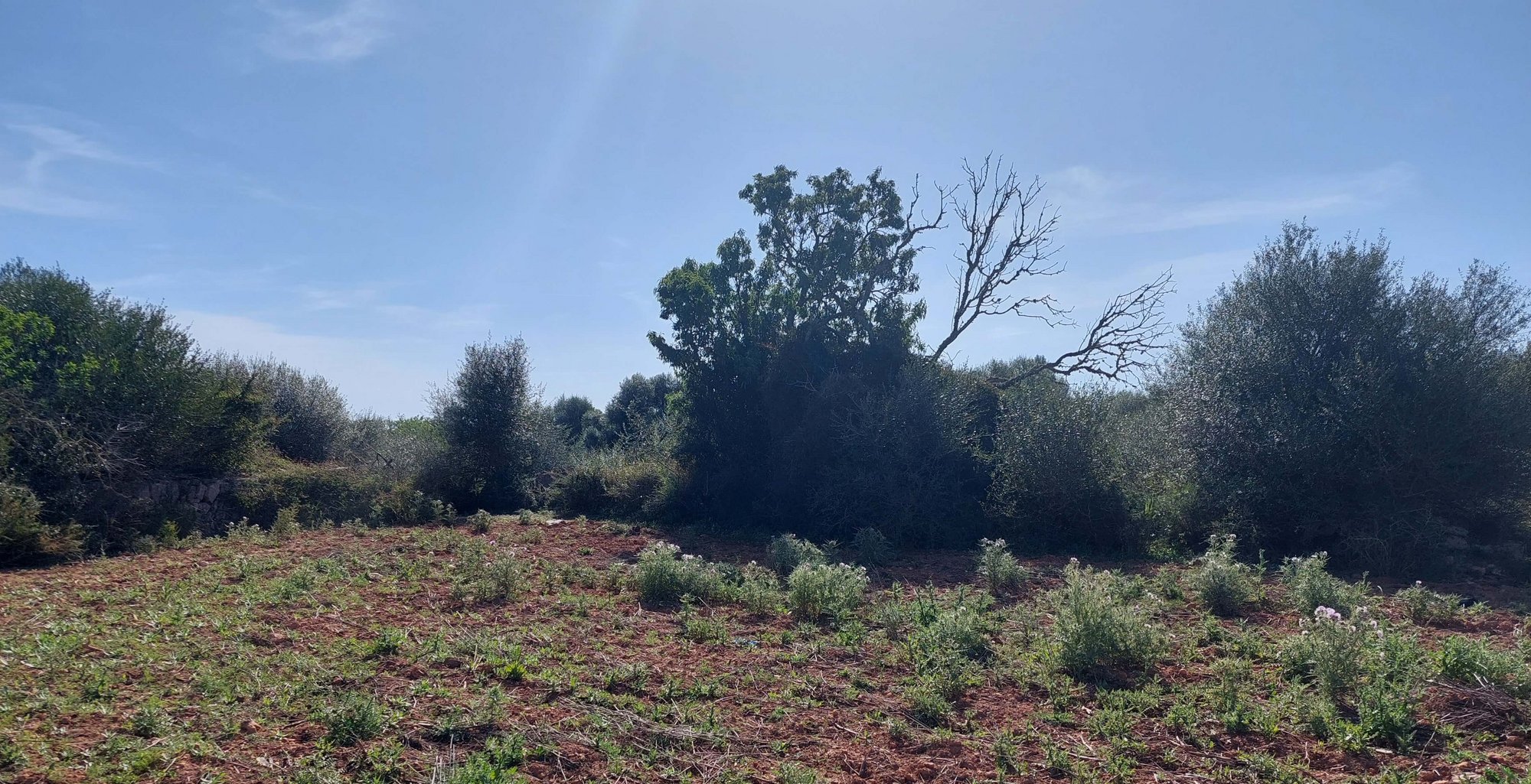 Citrus - Plot in Santanyi