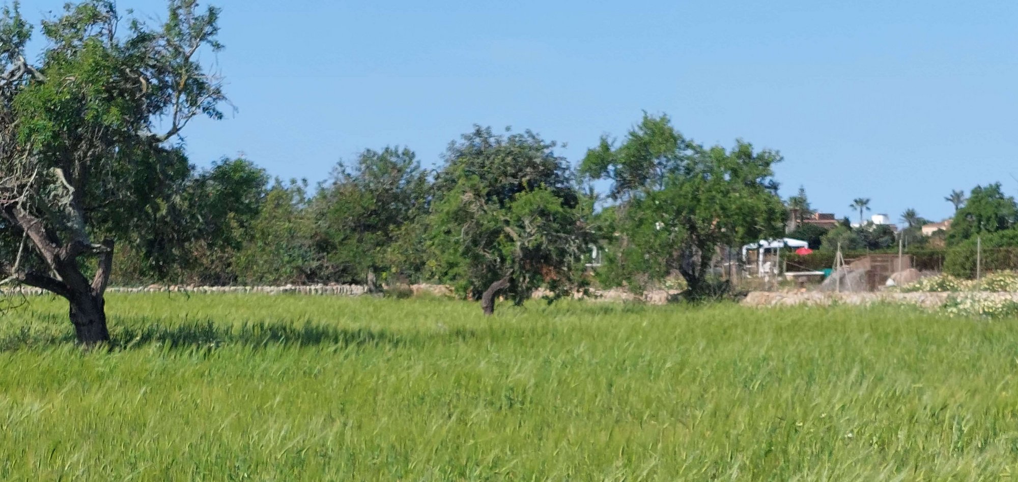 Valeria - Plot in Santanyi