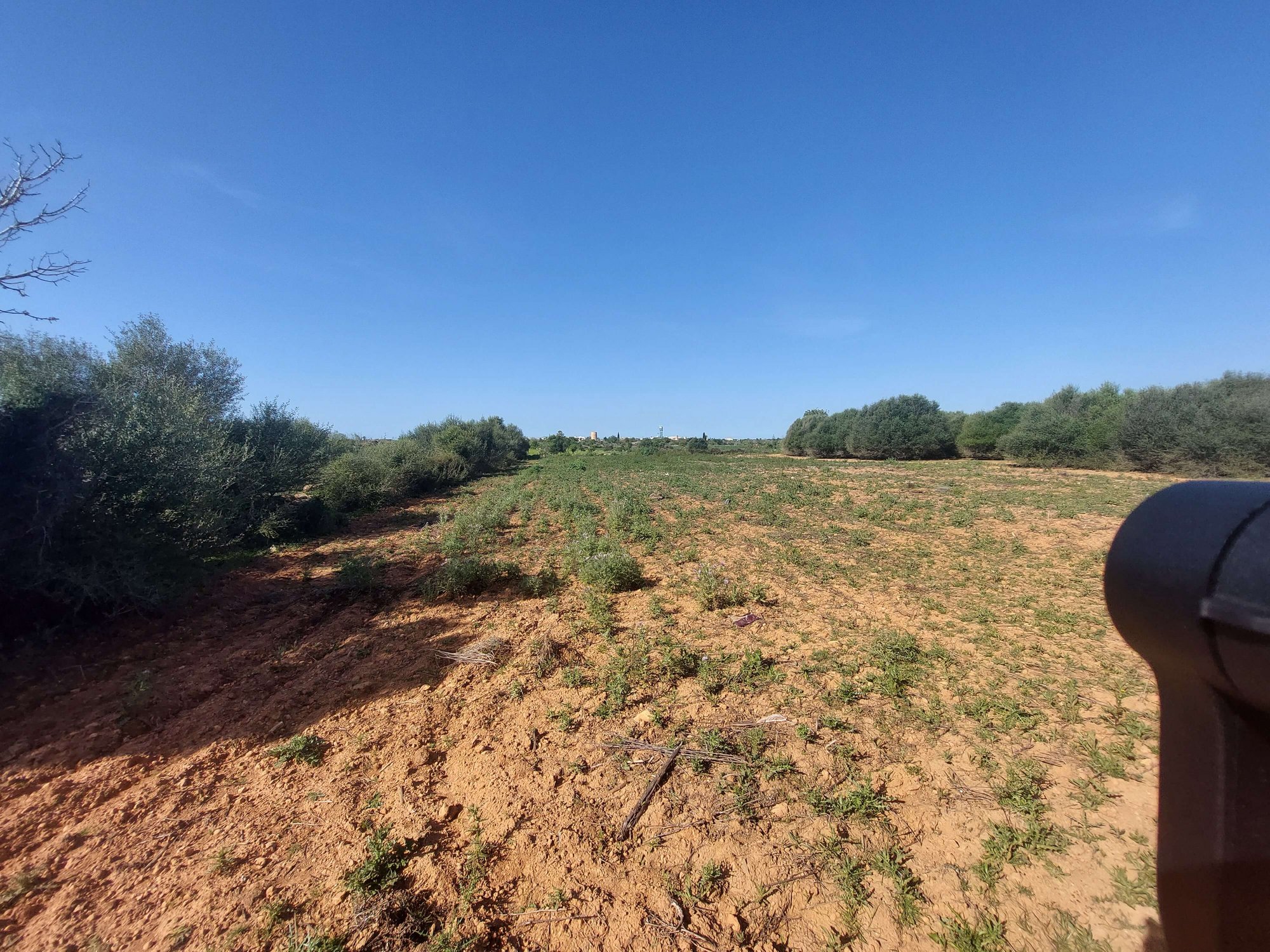 Citrus - Plot in Santanyi