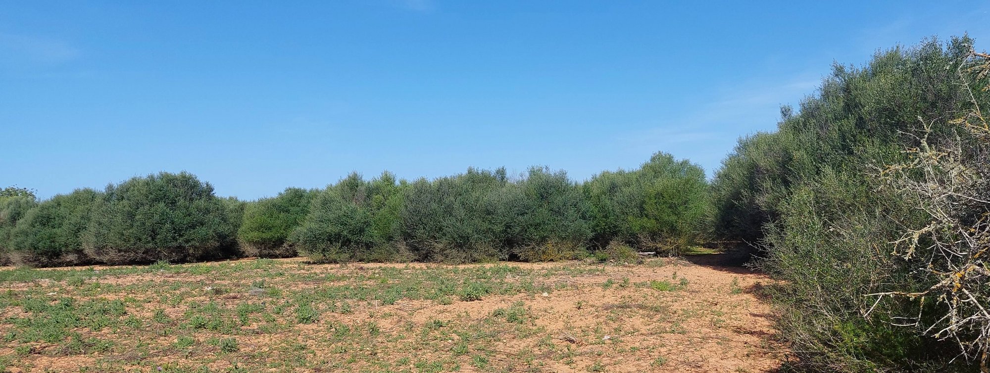 Citrus - Plot in Santanyi