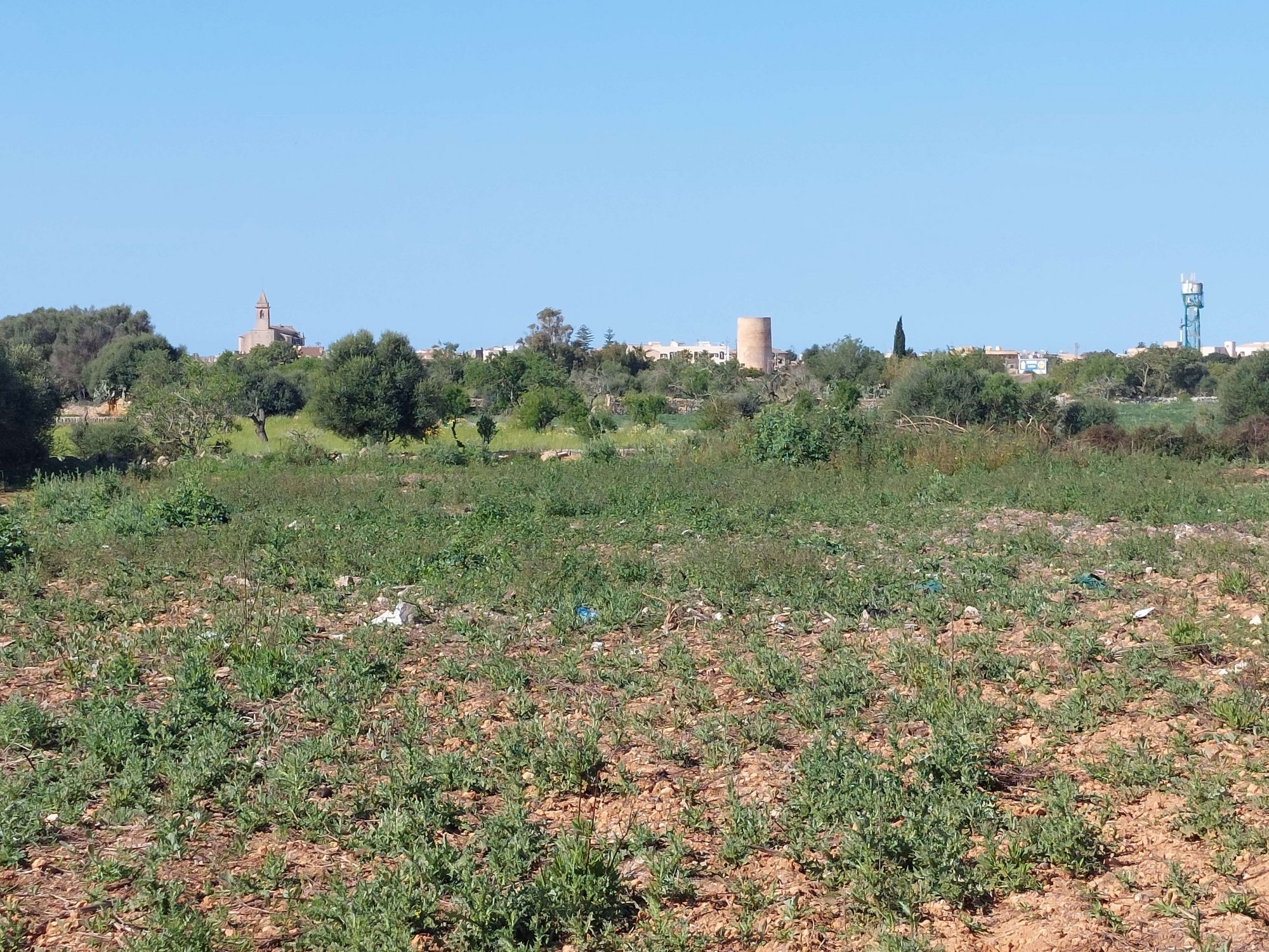 Citrus - Plot in Santanyi