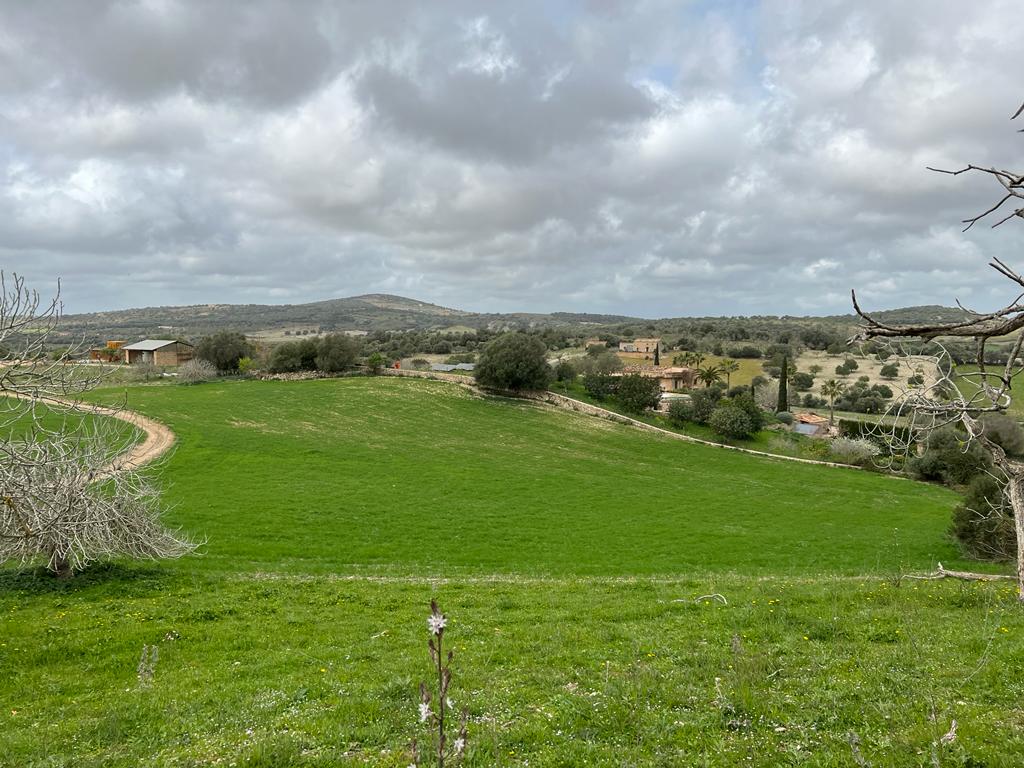 Plot at Sant Llorenc de Cardassar