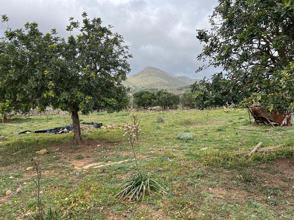 Plot at Sant Llorenc de Cardassar