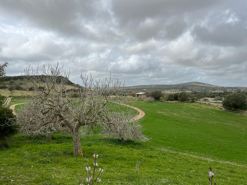 Plot at Sant Llorenc de Cardassar