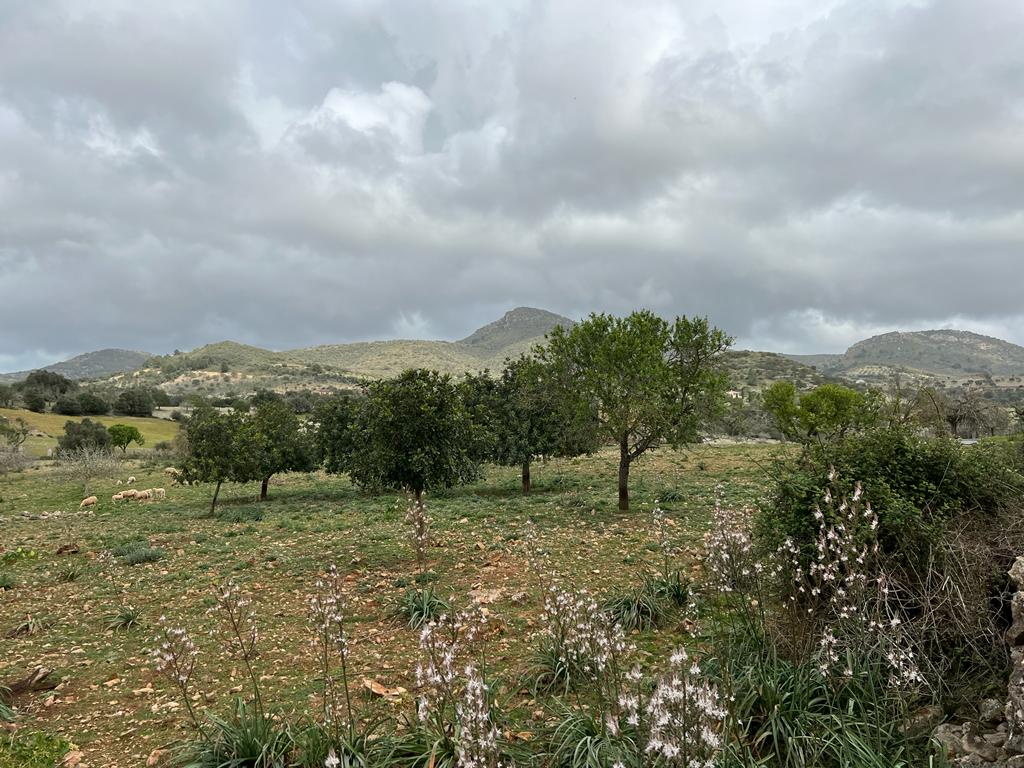 Plot at Sant Llorenc de Cardassar