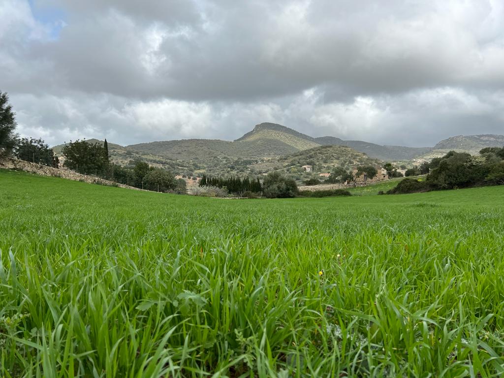 Plot at Sant Llorenc de Cardassar