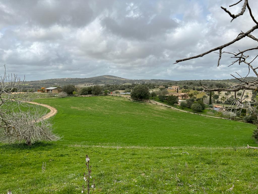 Plot at Sant Llorenc de Cardassar